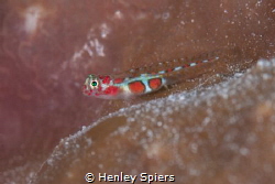 Orangesided Goby by Henley Spiers 
